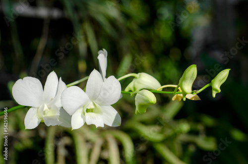 bouquet of white and green orchid phalaenopsis are blooming
