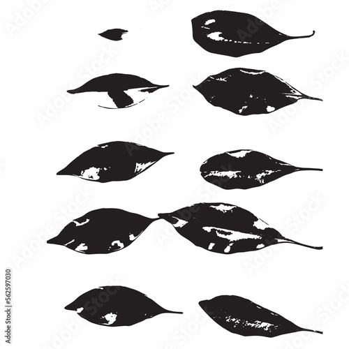 illustration set of Syzygium aromaticum leaves all size dried, collection leaves