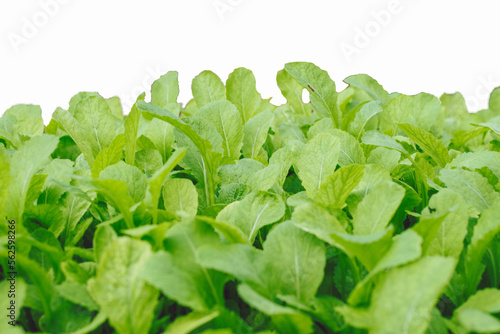 Delicious green leafy vegetables. good health.