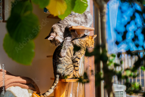 Fototapeta Naklejka Na Ścianę i Meble -  キャットタワーのベンガル猫とサバトラ猫