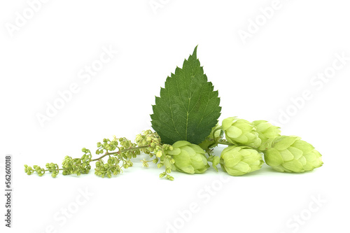 Common Hop plant (Humulus lupulus) over a white