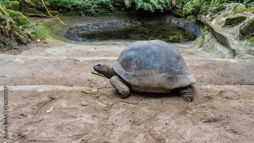 A giant turtle Aldabrachelys gigantea walks along a dirt path. The neck is stretched out, the head is turned. The carapace and paws are visible. A drinking pond in the distance. Seychelles
