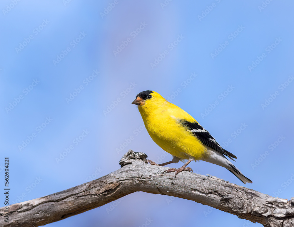 Obraz premium An American goldfinch perches in Wyoming's morning sun.