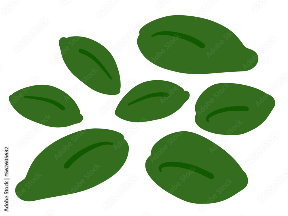 かわいいバジル／手描きイラスト素材