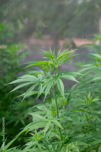 marijuana leaves cannabis plants a background