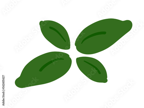 かわいいバジル／手描きイラスト素材