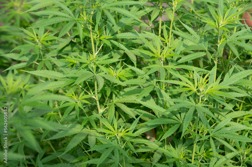 marijuana leaves cannabis plants a background marijuana leaves cannabis plants a background