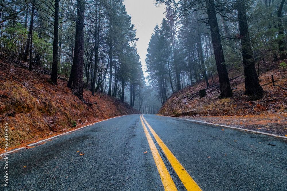 Fototapeta premium road in autumn forest