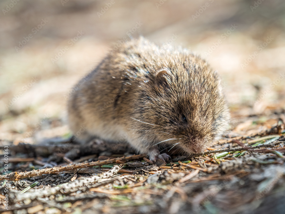 A closeup of a Common vole, Microtus arvalis, on the ground with a blurry background A closeup of a Common vole, Microtus arvalis, on the ground with a blurry background