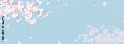 花曇りの空を見上げた、落ち着いた雰囲気の桜の背景イラスト