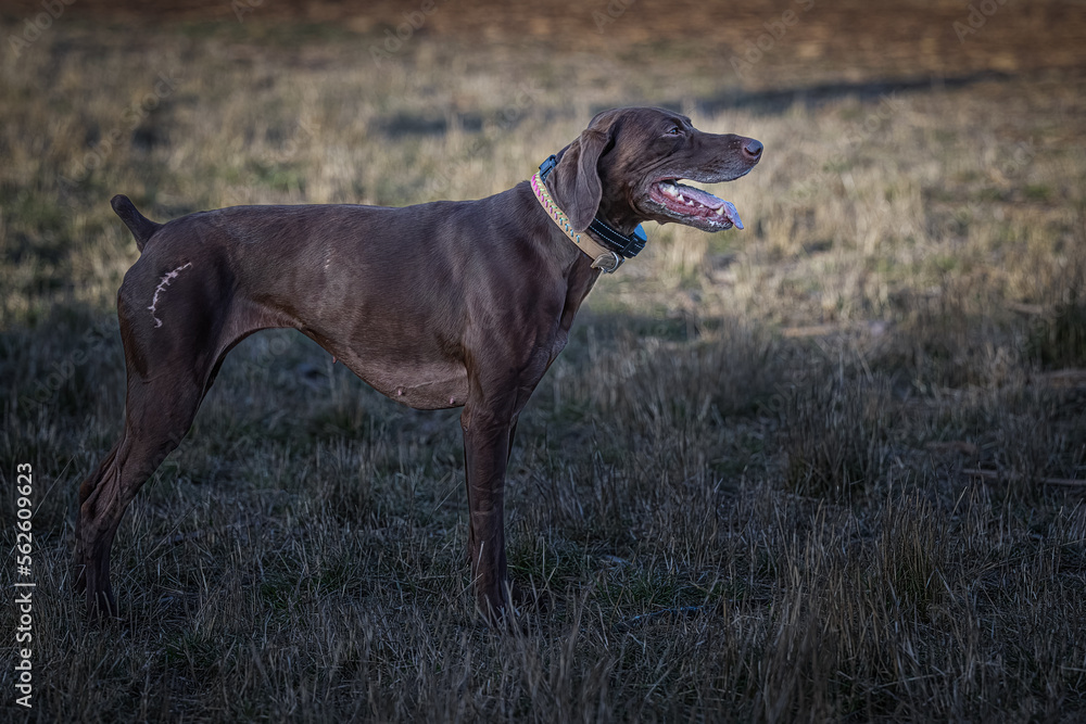 2022-11-20 PROFILE PHOTOGRAPH OF A BROWN HUNTING DOG WEARING A COLLAR AND A SCAR ON ITS HIND QUARTERS
