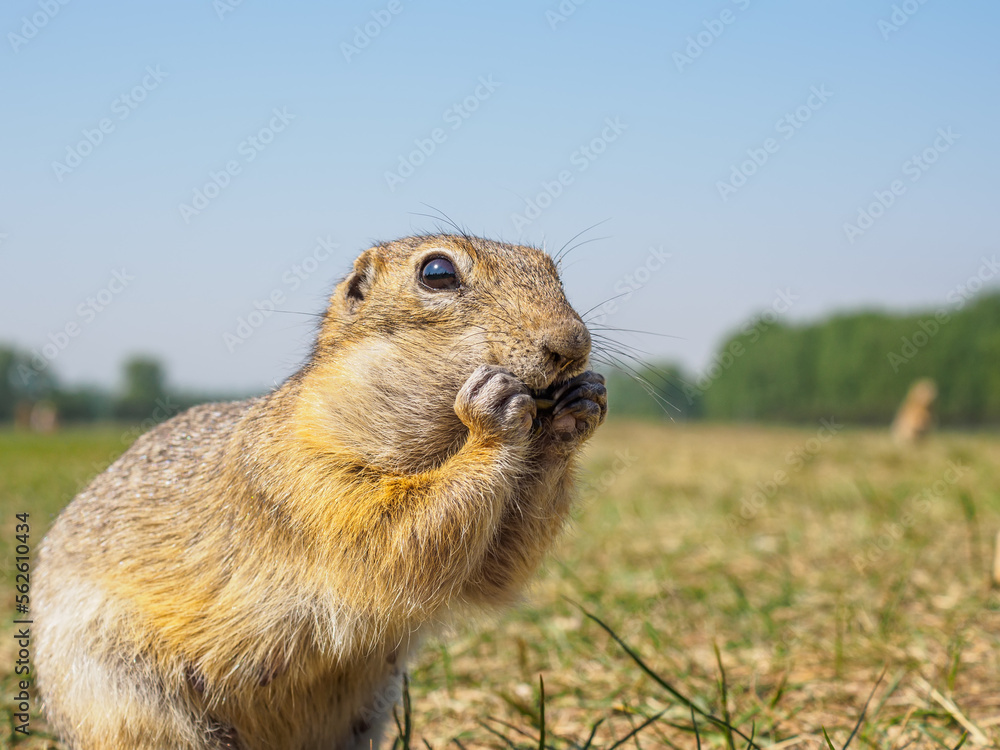 Gopher on the grassy lawn is eating sunflower seeds. Close-up Gopher on the grassy lawn is eating sunflower seeds. Close-up