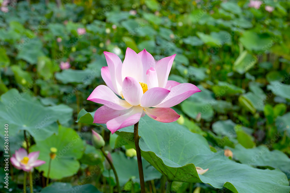 Pink lotus flower blooming in pond with green leaves Pink lotus flower blooming in pond with green leaves