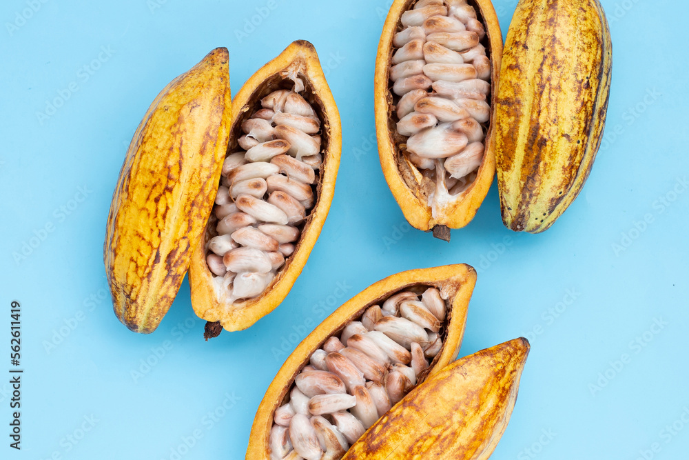 Cocoa fruit on blue background