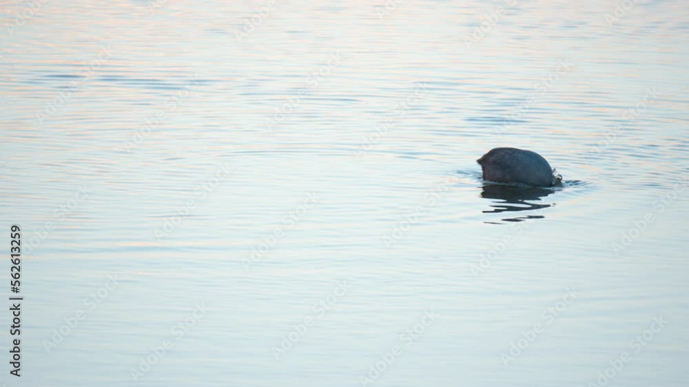 Hungry Eurasian coot dives deep under water foraging and eating algae at sunset Hungry Eurasian coot dives deep under water foraging and eating algae at sunset