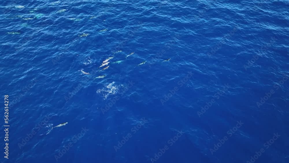 An Active Pod Of Dolphins Playing, Socializing, And Swimming Together In Maui, Hawaii. An Active Pod Of Dolphins Playing, Socializing, And Swimming Together In Maui, Hawaii.
