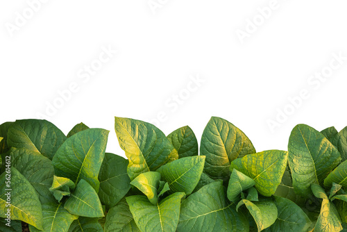 Canvas Print Green tobacco plant. Isolated on transparent background PNG file.