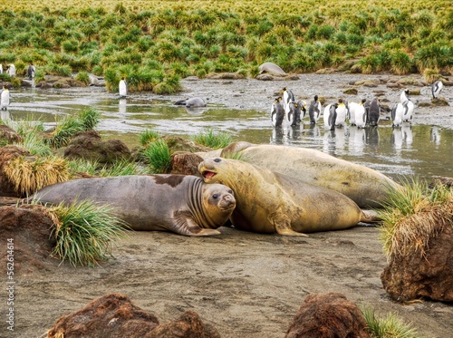 In Gold Bay on South Georgia Island, three moulting southern elephant seals (Mirounga leonina) lying together near a stream, with king penguins (Aptenodytes patagonicus) in the background.