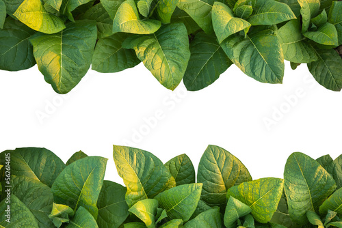 Fotografie, Obraz green leaves frame