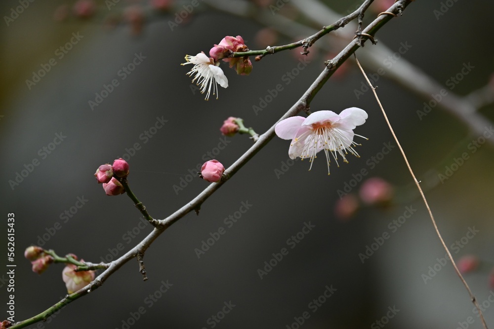 Japanese apricot ( Ume ) blossoms.
Ume, which blooms before the leaves in early spring, has long been loved by Japanese people as a flower that makes them feel the arrival of spring. Japanese apricot ( Ume ) blossoms.
Ume, which blooms before the leaves in early spring, has long been loved by Japanese people as a flower that makes them feel the arrival of spring.