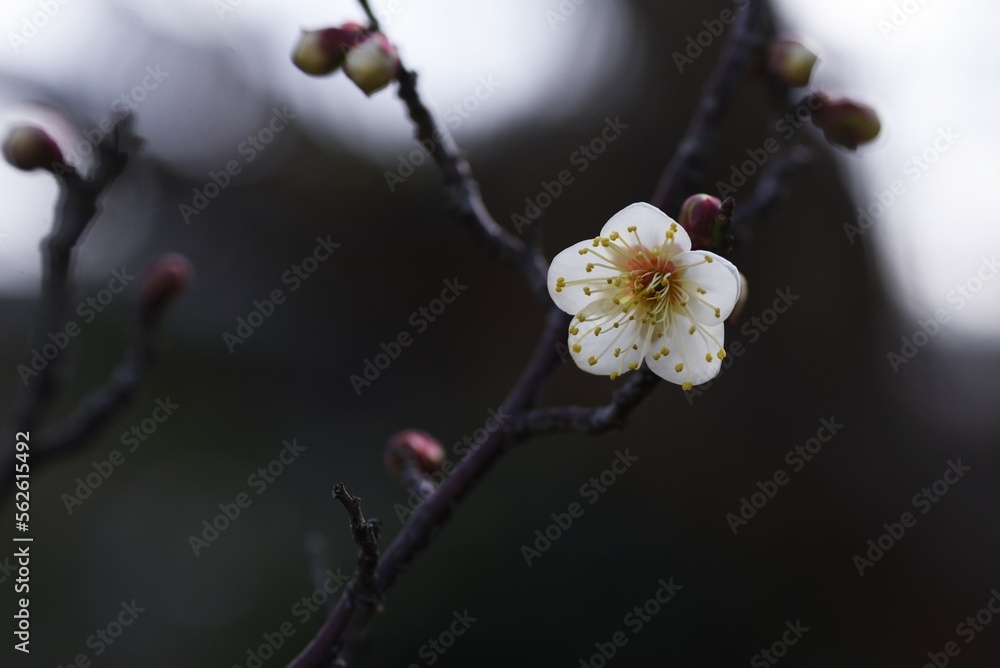 Japanese apricot ( Ume ) blossoms.
Ume, which blooms before the leaves in early spring, has long been loved by Japanese people as a flower that makes them feel the arrival of spring. Japanese apricot ( Ume ) blossoms.
Ume, which blooms before the leaves in early spring, has long been loved by Japanese people as a flower that makes them feel the arrival of spring.