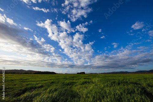 Vast meadows and blue skies