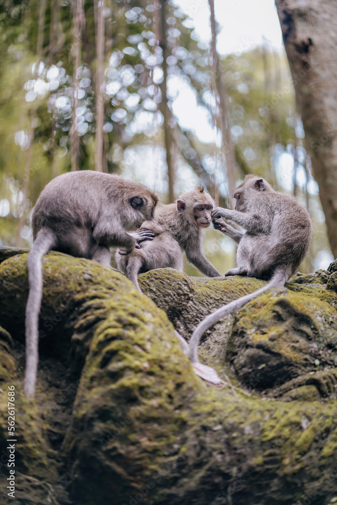 group of monkeys removing lince in the forest