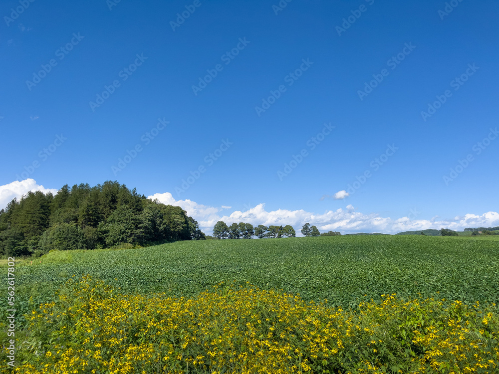 summer field and blue sky