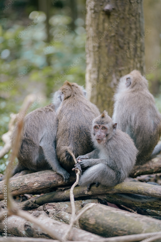 group of monkeys in the forest group of monkeys in the forest
