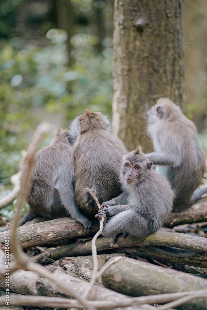 group of monkeys in the forest group of monkeys in the forest
