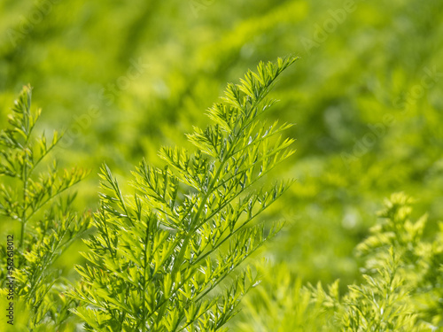 Fresh leaves of carrots growing in the field