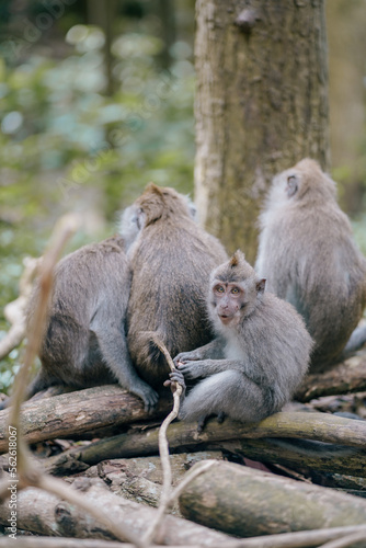 group of monkeys in the forest  © cassiokendi