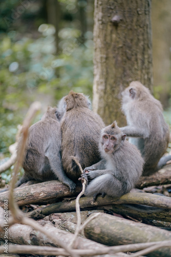 group of monkeys in the forest 