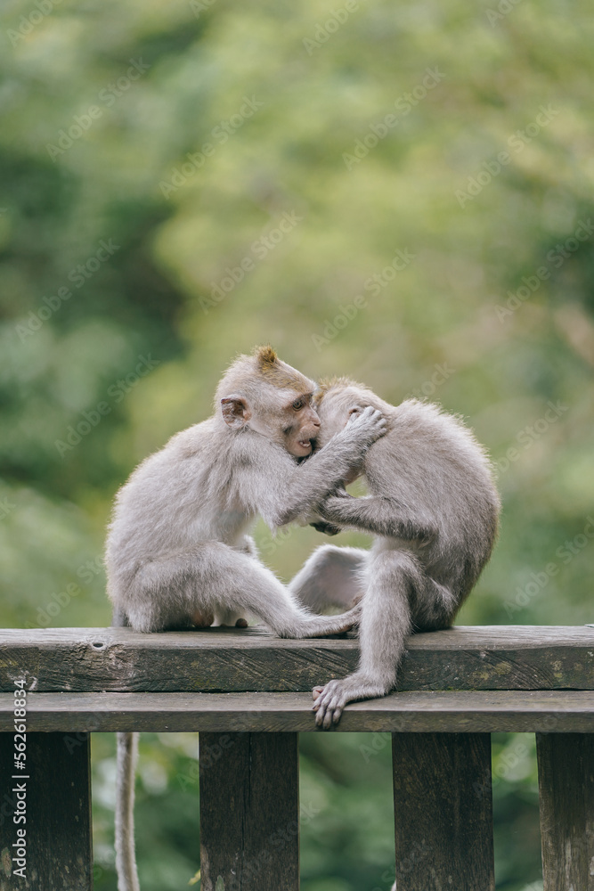 Naklejka premium two cute monkey babies playing in the forest