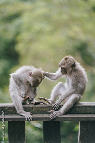 two cute monkey babies playing in the forest