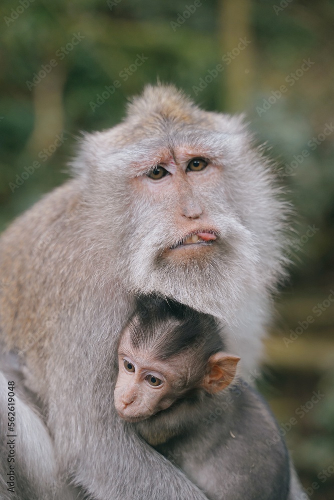 mother monkey taking care of baby monkey mother monkey taking care of baby monkey
