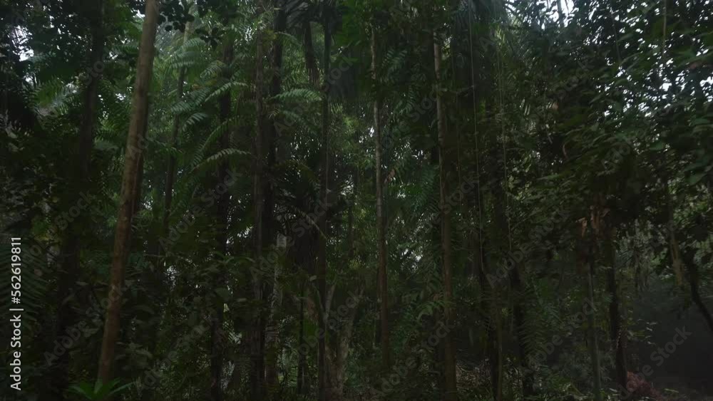 Through the mist the sweet light of morning awakened the trees of the deep forest. Through the mist the sweet light of morning awakened the trees of the deep forest.