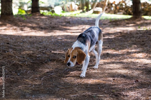 Playful Beagle puppy