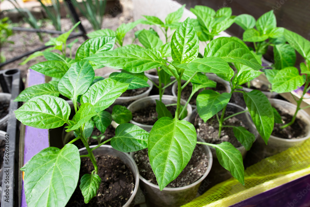 Seedlings of pepper with green leaves and buds in a box and pots, ready for transplanting into open ground. Gardening and growing vegetables. Seedlings of pepper with green leaves and buds in a box and pots, ready for transplanting into open ground. Gardening and growing vegetables.