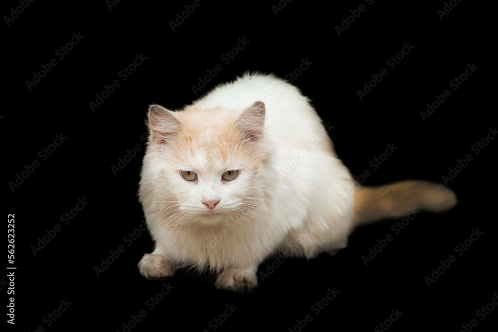 White cat on a black background. Close-up.