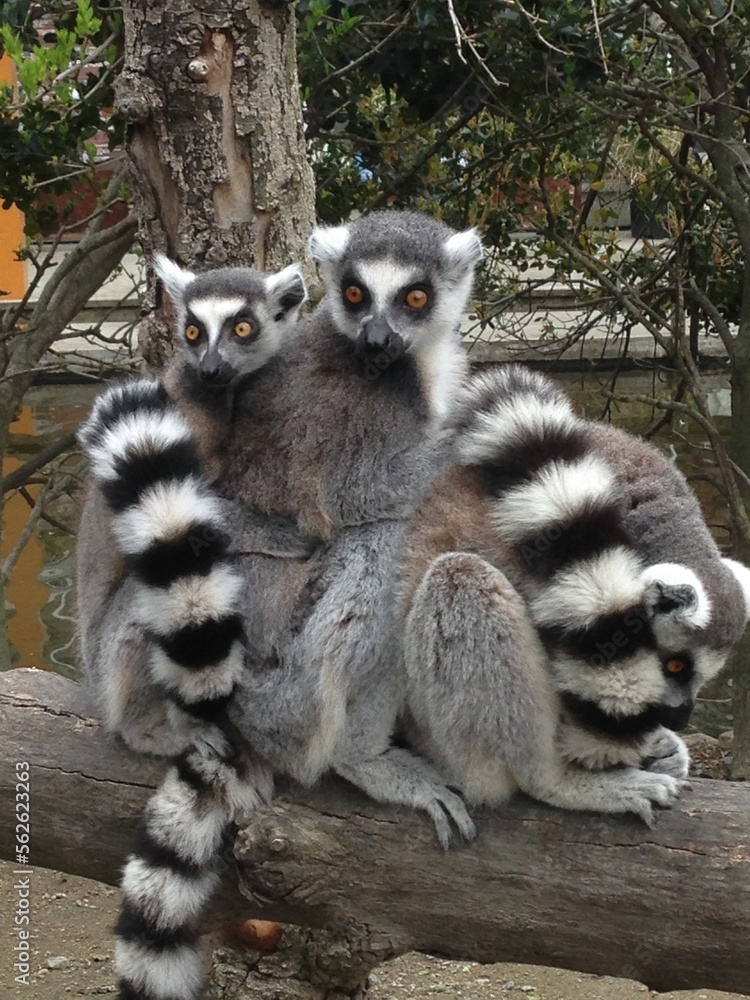 Fototapeta premium 身を寄せ合うワオキツネザル