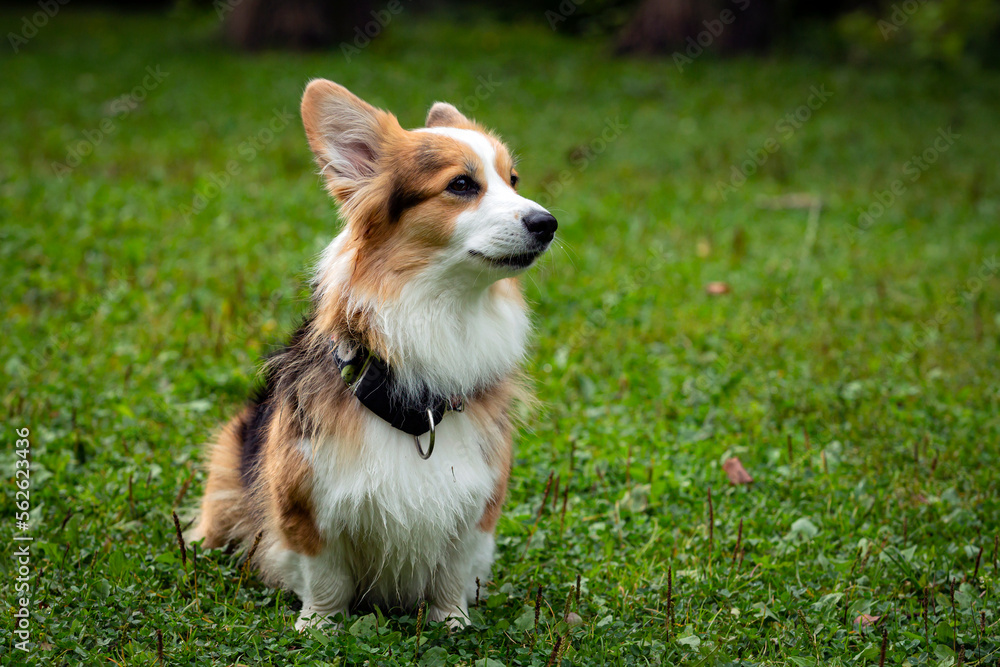 Happy and active purebred Welsh Corgi dog outdoors in the grass on a sunny summer day. Happy and active purebred Welsh Corgi dog outdoors in the grass on a sunny summer day.