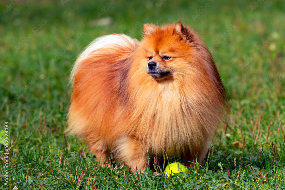 Pomeranian adult dog outdoors playing with a ball