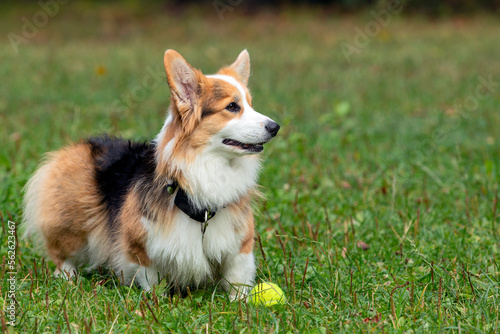 Happy and active purebred Welsh Corgi dog outdoors in the grass on a sunny summer day.