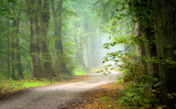 Avenue in old foggy forest