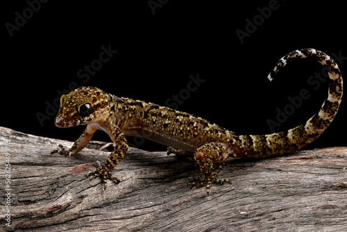 A Javan bent-toed gecko closeup on wood with isolated background, Cyrtodactylus marmoratus closeup