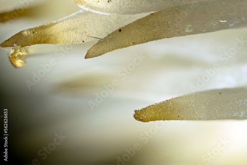 Lions mane mushroom (Hericium erinaceus) "teeth" under 5x magnification.