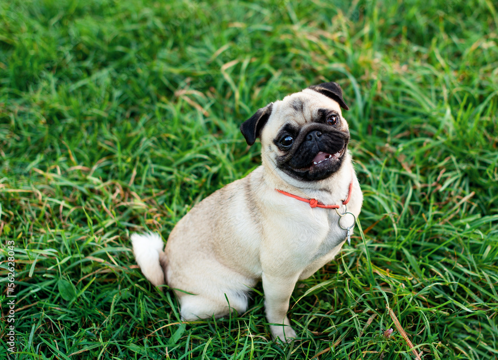 Light-colored pug. The dog sits on the green grass and looks up. The dog has a collar on its neck. The background is blurred. The photo is blurred
