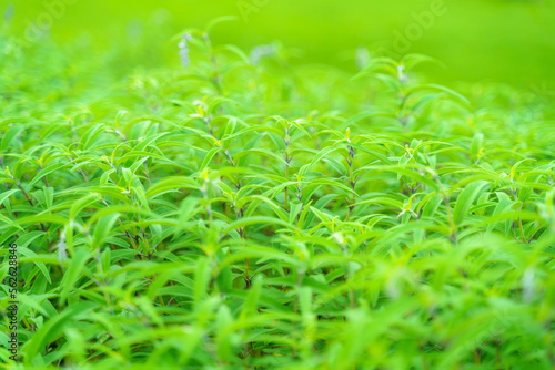 ベルベットセージの緑の輝き