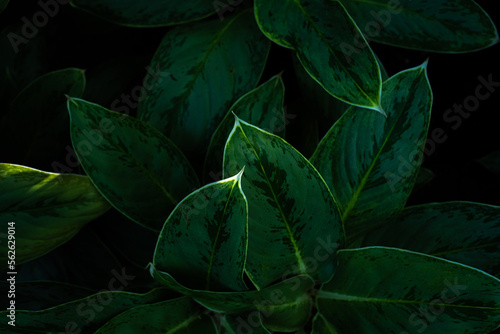 ディフェンバキア・セグイネの造形美